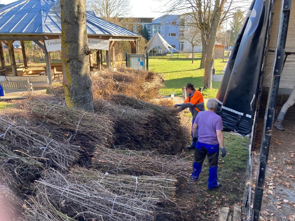 Schwarzdorn für Gradierwerk Lieferung