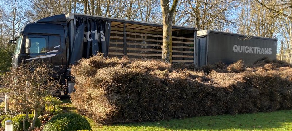 Schwarzdorn für Gradierwerke bestellen